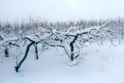 青森・雪のりんご畑